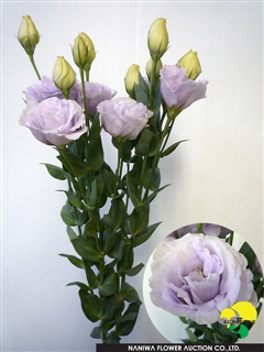 Eustoma Silk Lavender.jpg